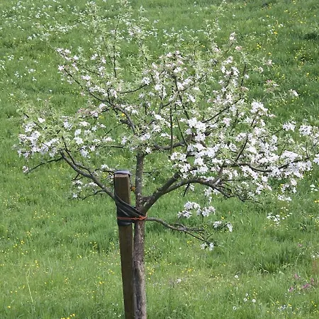 Alpenferienwohnungen Wiesenlehen