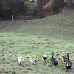 Alpenferienwohnungen Wiesenlehen شقة *