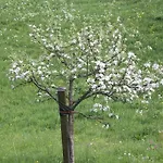 Alpenferienwohnungen Wiesenlehen
