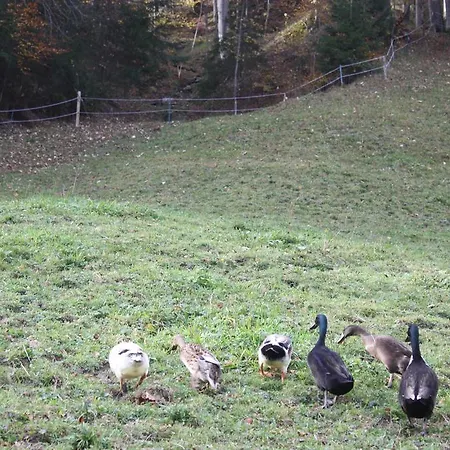 Alpenferienwohnungen Wiesenlehen Appartement *