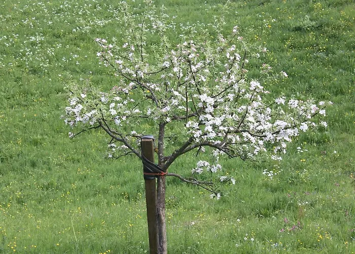 Alpenferienwohnungen Wiesenlehen
